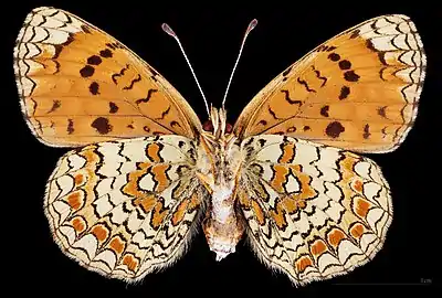 ♀ △