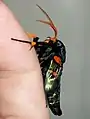 Newly hatched