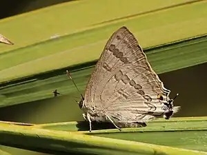 Virachola isocrates
