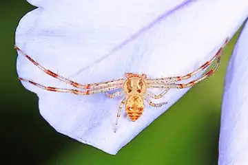 Misumenops bellulus
