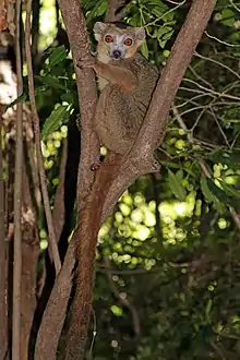 Brown lemur