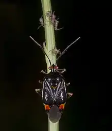Dark form with aphids