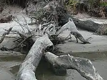 Image 42Driftwood (from Marine fungi)