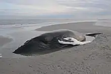 Stranded humpback whale (2012)