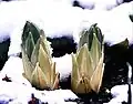 Leaf rosettes, in bud, at time of first emergence from snowy ground