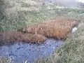 Reeds growing in a pond-like area of the ruins.
