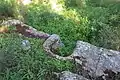 Foundations of old house, found at Kh. Beit-Ika ruin near Aviezer