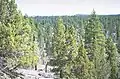 Mixed pine and juniper
