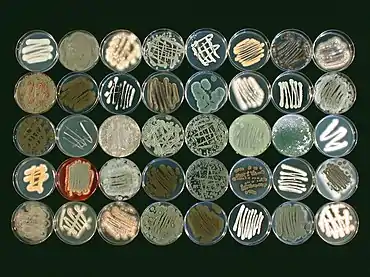 Image 12Morphological diversity of fungi collected from a marine sponge species, Ircinia variabilis (from Marine fungi)