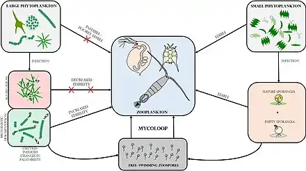 Image 26Mycoloop links between phytoplankton and zooplankton Chytrid‐mediated trophic links between phytoplankton and zooplankton (mycoloop). While small phytoplankton species can be grazed upon by zooplankton, large phytoplankton species constitute poorly edible or even inedible prey. Chytrid infections on large phytoplankton can induce changes in palatability, as a result of host aggregation (reduced edibility) or mechanistic fragmentation of cells or filaments (increased palatability). First, chytrid parasites extract and repack nutrients and energy from their hosts in form of readily edible zoospores. Second, infected and fragmented hosts including attached sporangia can also be ingested by grazers (i.e. concomitant predation). (from Marine fungi)