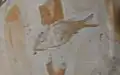 Notagogus cf. imimontis