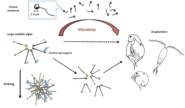 Image 20Diagram of a mycoloop (fungus loop) Parasitic chytrids can transfer material from large inedible phytoplankton to zooplankton. Chytrids zoospores are excellent food for zooplankton in terms of size (2–5 μm in diameter), shape, nutritional quality (rich in polyunsaturated fatty acids and cholesterols). Large colonies of host phytoplankton may also be fragmented by chytrid infections and become edible to zooplankton. (from Marine fungi)