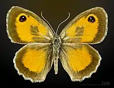 Male