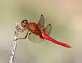 Male