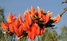 Flame of the Forest (Kimshuka or Palasa in Sanskrit, Palash in Bengali and Hindi, Porasum in Tamil, Parrot Tree) -- Butea monosperma