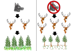 Image 16A simple trophic cascade diagram. On the right shows when wolves are absent, showing an increase in elks and reduction in vegetation growth. The left one shows when wolves are present and controlling the elk population. (from Community (ecology))